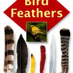 Bird Watching Guide Stackpole Kindle eBook-0