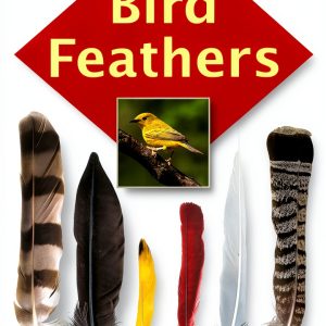 Bird Watching Guide Stackpole Kindle eBook-0
