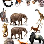Bloomsbury Wildlife Kindle E-reader Features English Edition-0