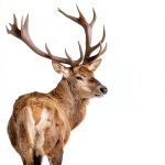 Loco Media Kindle Sports Hunting Guide 2.99-0