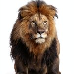 Wildlife Explorer Guide Princeton eBook 152 pages-0